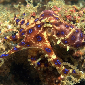 blauw geringde octopus